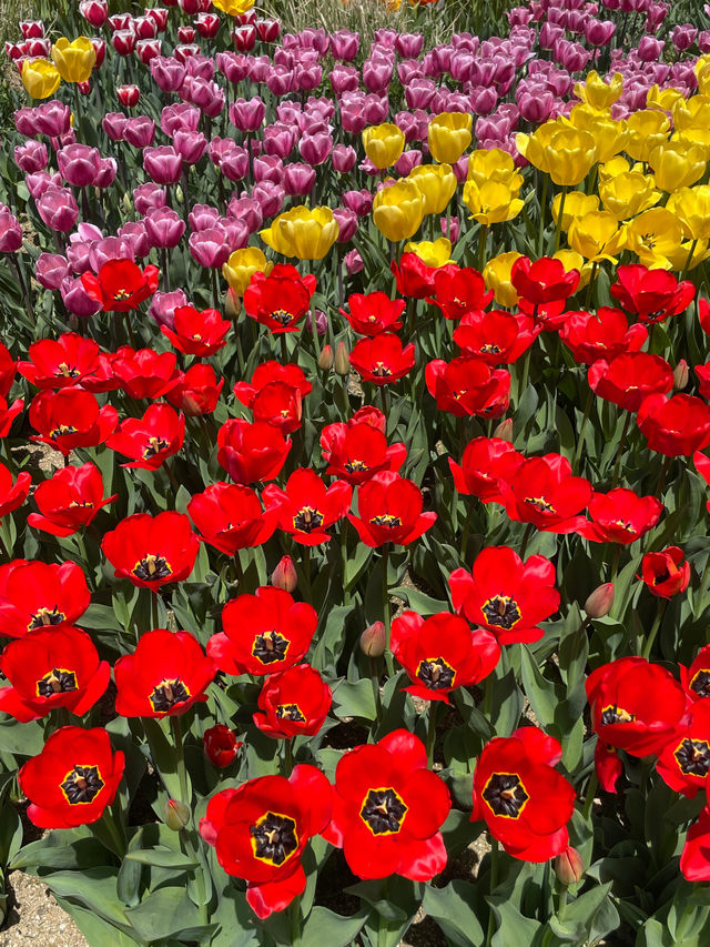 🌼🌺봄꽃놀이는 에버랜드에서 하세요🌷🌷