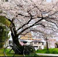✨️ My best flowering tree, Daisen Park