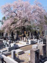 Takao Sakura Park 