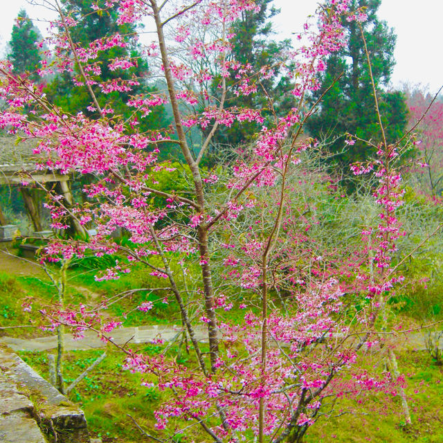 Blossoms transcended mere botanical beauty🌸🇹🇼