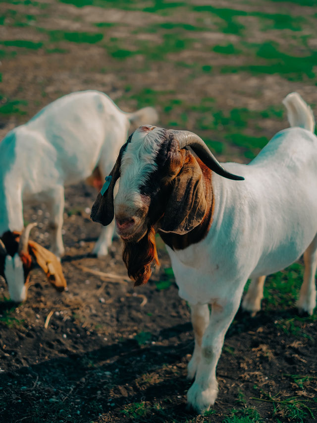 แลนด์มาร์คฤดูร้อน ! ท้ายเขื่อนป่าสักชลสิทธ์ 🐐🌳