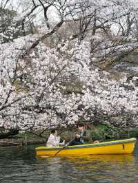 ปั่นเรือเป็ด ชมซากุระที่ ‘สวนอิโนะคาชิระ’ 🇯🇵🌸