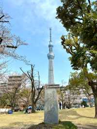 東京　東京観光　墨田区そよ風公園と東京スカイツリーのコラボは最高だぞ！