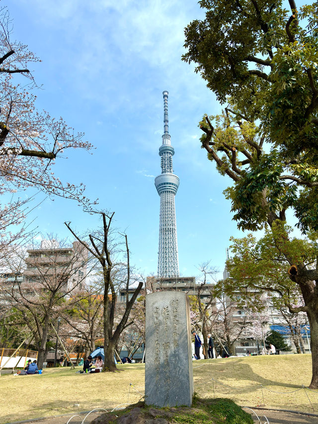 東京　東京観光　墨田区そよ風公園と東京スカイツリーのコラボは最高だぞ！