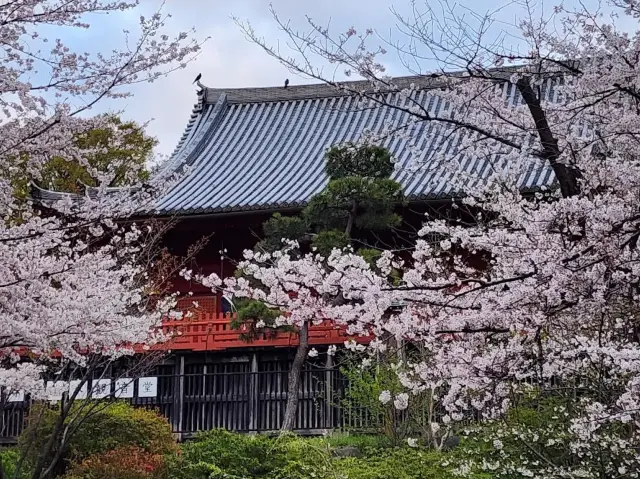 Pretty Ueno Park