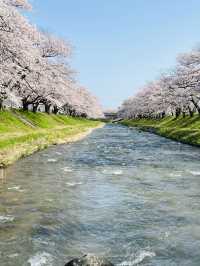 富山で桜を見るなら！舟川辺りの桜並木