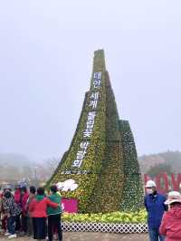 엄마와 함께 튤립꽅 만발했던 ‘태안 세계 튤립꽃 박람회’