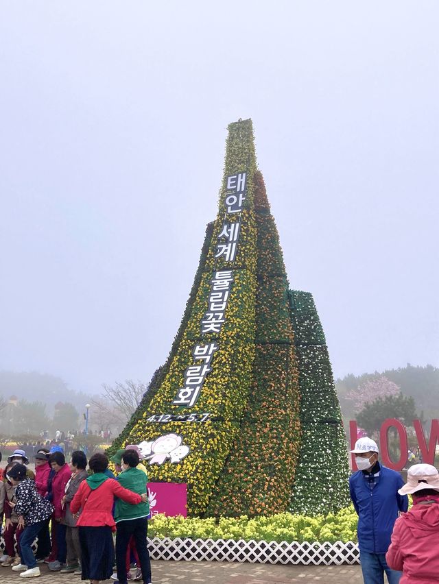 엄마와 함께 튤립꽅 만발했던 ‘태안 세계 튤립꽃 박람회’