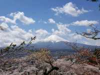 Cherry Blossom viewing at Chureito pagoda