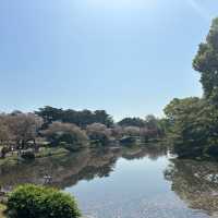Tokyo with late sakura bloom