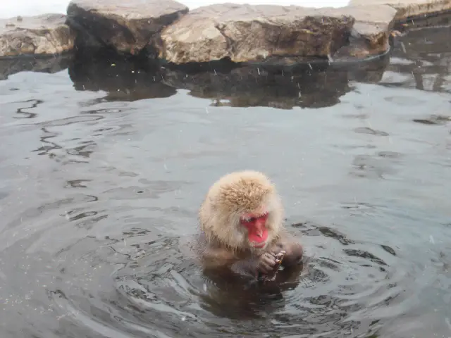 Cute Snow Monkeys at Snow Monkey Park, Nagano, Japan 🇯🇵