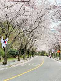 창원 태극기와 벚꽃을 함께 볼 수 있는 곳🇰🇷💗