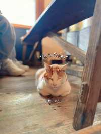 【群馬】看板にゃんこがいる🐈古民家ごはんで丁寧なお食事𓌉𓇋 ‎🤍  ̖́-