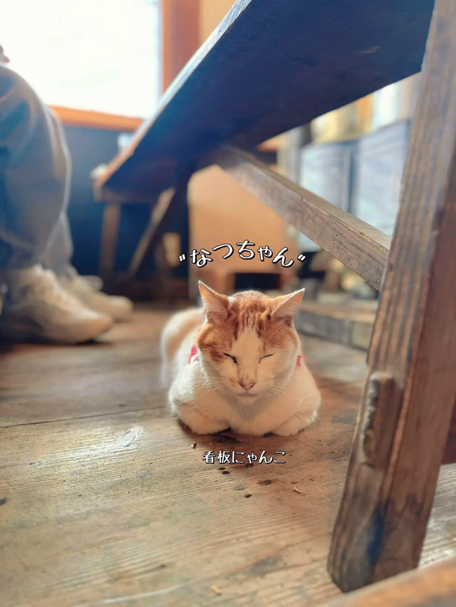 【群馬】看板にゃんこがいる🐈古民家ごはんで丁寧なお食事𓌉𓇋 ‎🤍  ̖́-
