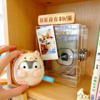 春日必訪貓貓cafe