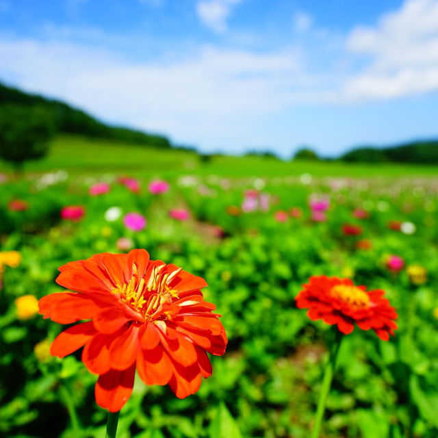 日本最大的波斯菊園