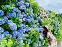 Ajisai @ Hydrangea in Niigata 