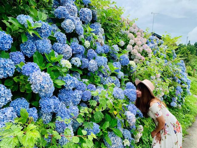 Ajisai @ Hydrangea in Niigata 