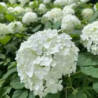 【Tokyo🇯🇵】神代植物公園　あじさいスポット