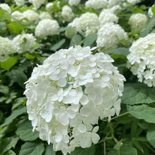 【Tokyo🇯🇵】神代植物公園　あじさいスポット