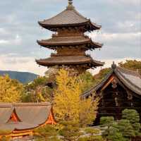 京都に日本一高い五重塔があるのをご存知ですか？
