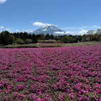 富士山下的花海 靚到爆