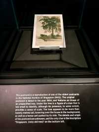 Singapore the Very Old Trees