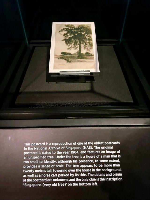 Singapore the Very Old Trees