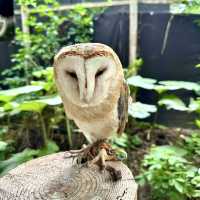 札幌北部野生動物園-動物近距離接觸，可能帶來危險的動物園