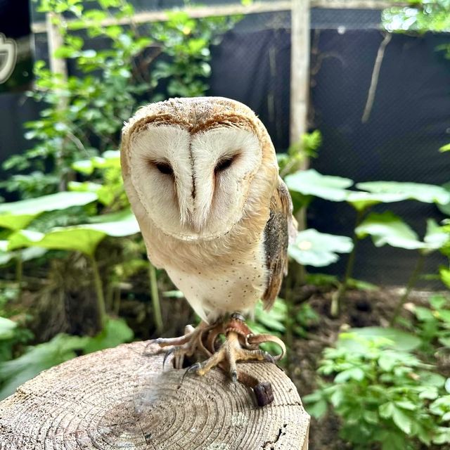札幌北部野生動物園-動物近距離接觸，可能帶來危險的動物園