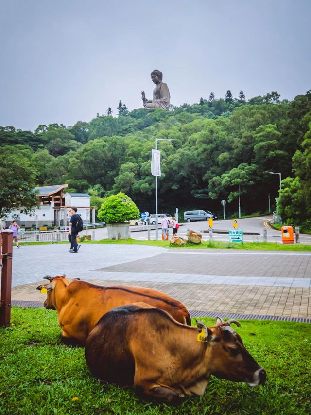 【香港大嶼山1日遊】昂坪360全景纜車🏖️，寶蓮禪寺🔥，方便又舒適！😍