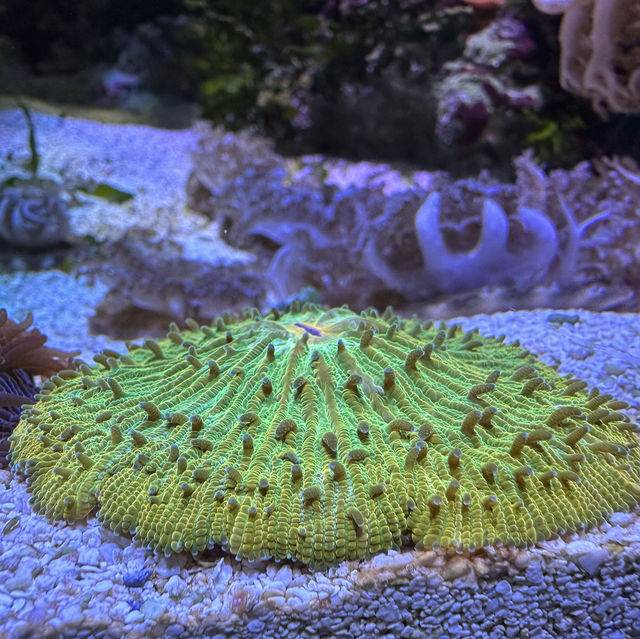 芝加哥海洋博物館 Shedd Aquarium ：珊瑚館，水母館，海洋奇觀等你來！」