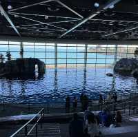 芝加哥海洋博物館 Shedd Aquarium ：珊瑚館，水母館，海洋奇觀等你來！」