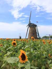 ˗ˏˋ まるでオランダ🇳🇱なひまわり畑🌻 ˎˊ˗