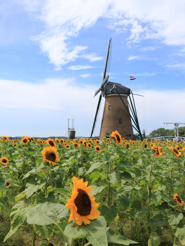 ˗ˏˋ まるでオランダ🇳🇱なひまわり畑🌻 ˎˊ˗