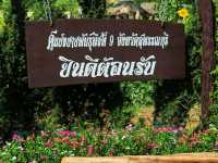 ชมดอกทานตะวัน ที่สุพรรณบุรี