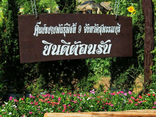 ชมดอกทานตะวัน ที่สุพรรณบุรี