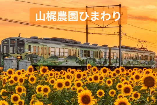 滋賀県〜ひまわり畑と近江電鉄日本の夏景色 | Trip.com 東近江