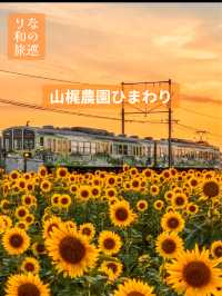 〜滋賀県〜ひまわり畑と近江電鉄日本の夏景色