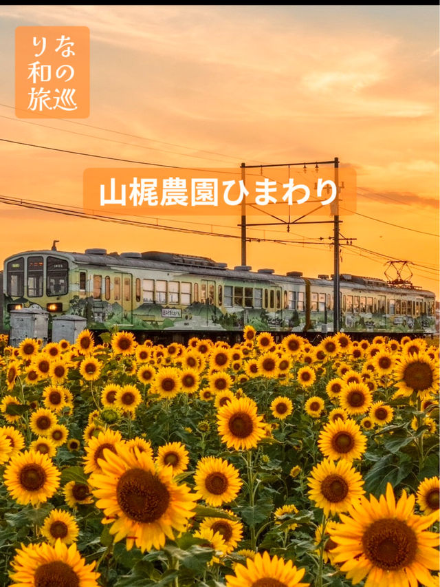 〜滋賀県〜ひまわり畑と近江電鉄日本の夏景色