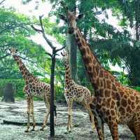 馬來西亞國家動物園：親近自然，享受歡樂氛圍！