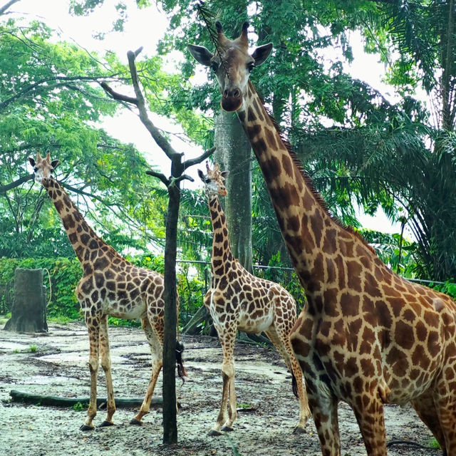 馬來西亞國家動物園：親近自然，享受歡樂氛圍！