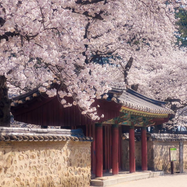 올 봄, 경주를 가야 하는 이유🌸