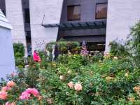 【苗栗】浪漫玫瑰花園，適合情侶家庭朋友賞花遊玩