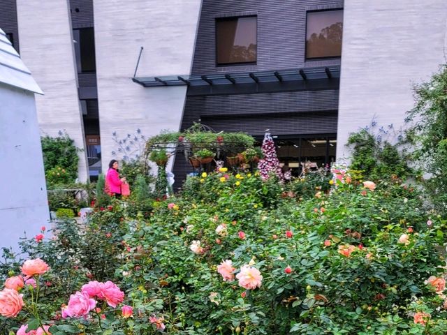 【苗栗】浪漫玫瑰花園，適合情侶家庭朋友賞花遊玩