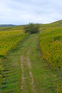 德國Rüdesheimer Berg Roseneck葡萄園給愛葡萄酒的人