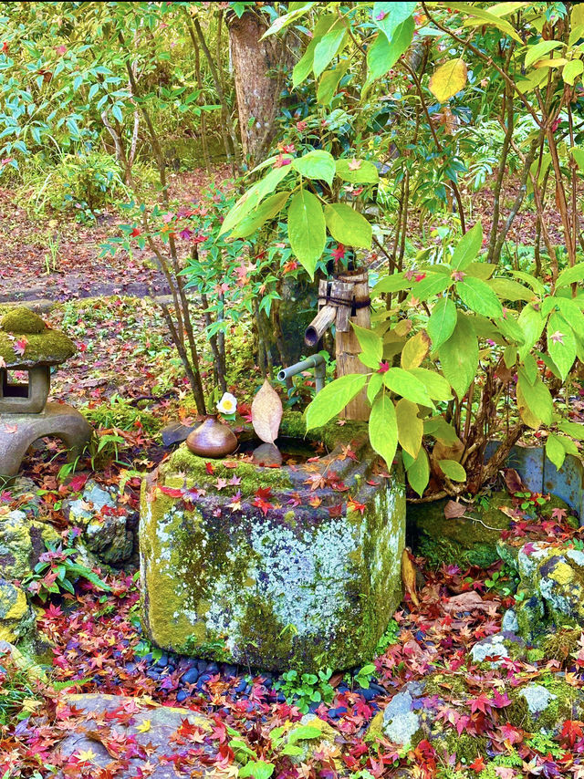 〜神奈川県〜秋の始まりに行きたい紅葉スポット