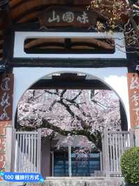 名古屋小眾🌸賞櫻景點-香積院