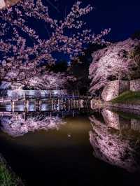 滋賀県桜の名所はここ！彦根城と桜