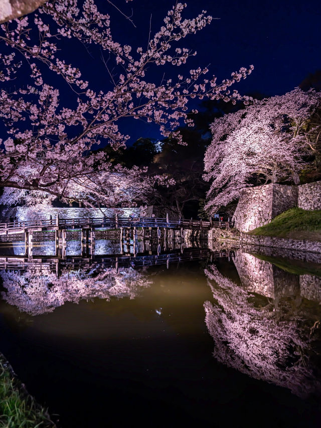滋賀県桜の名所はここ！彦根城と桜